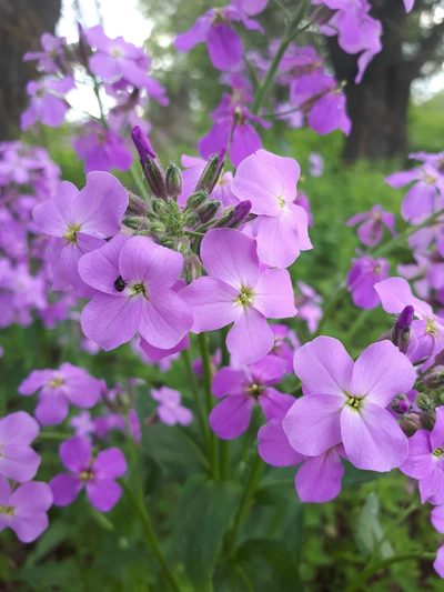 Hesperis pycnotricha, photographed by Светлана Панкова