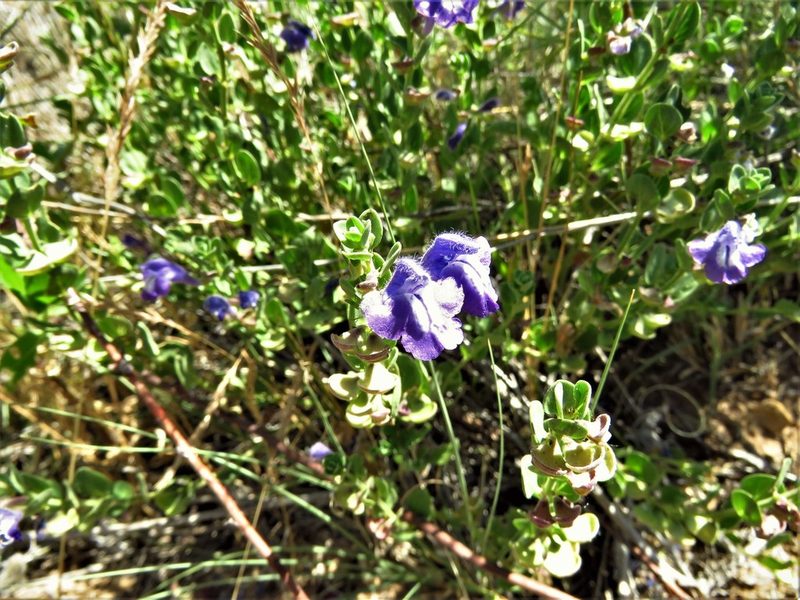 Scutellaria resinosa, photographed by Annika Lindqvist