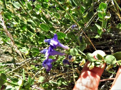 Scutellaria resinosa, photographed by Annika Lindqvist