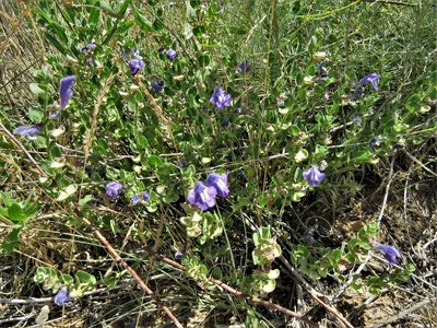 Scutellaria resinosa, photographed by Annika Lindqvist