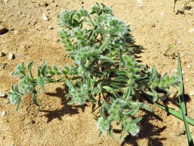 Cryptantha minima, photographed by Annika Lindqvist