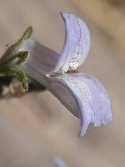 Collinsia childii, photographed by Alex Heyman