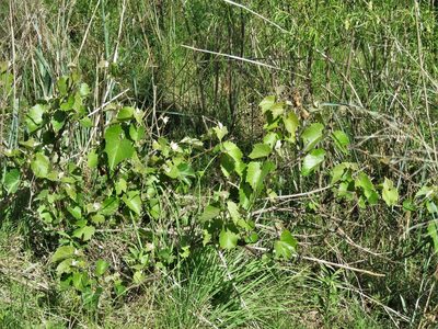 Vitis acerifolia, photographed by Annika Lindqvist
