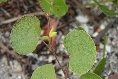 Rhynchosia michauxii, photographed by Claire Herzog
