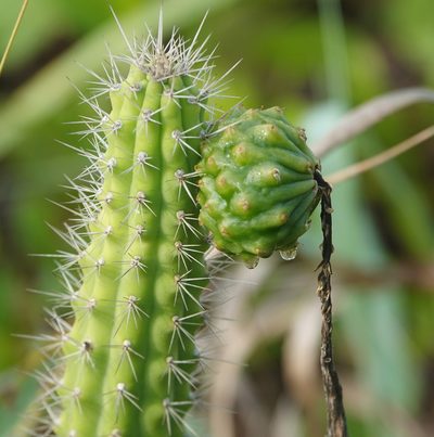 Harrisia aboriginum, photographed by Claire Herzog
