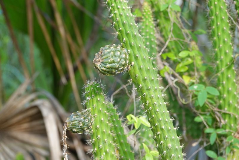 Harrisia aboriginum, photographed by Claire Herzog