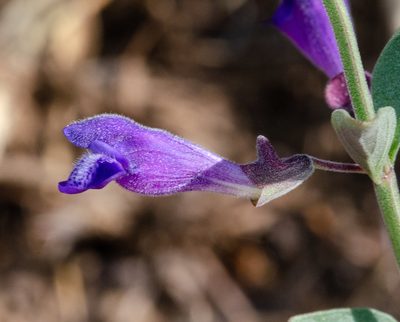 Scutellaria antirrhinoides, photographed by Don Loarie