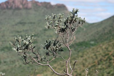 Psoralea velutina, photographed by Charles Stirton
