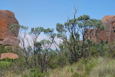 Psoralea velutina, photographed by Charles Stirton