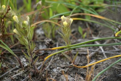 Castilleja victoriae, photographed by Spencer Quayle