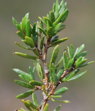 Psoralea curtisiae, photographed by Charles Stirton