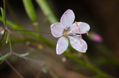 Linum micranthum, photographed by Don Loarie