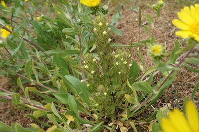 Castilleja victoriae, photographed by Spencer Quayle