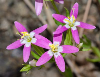 Zeltnera trichantha, photographed by Don Loarie