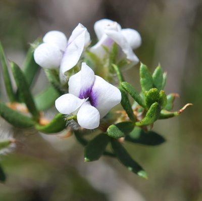 Psoralea curtisiae, photographed by Charles Stirton
