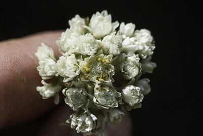 Antennaria anaphaloides, photographed by Craig Martin