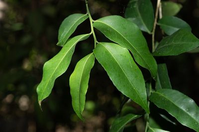 Putranjiva formosana, photographed by 國立臺灣博物館