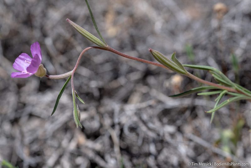 Clarkia lassenensis, photographed by Tim Messick