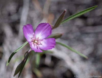 Clarkia lassenensis, photographed by Tim Messick