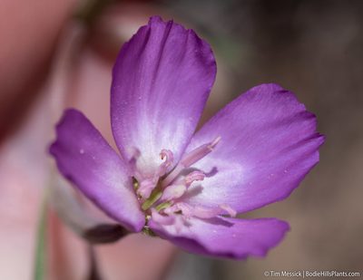 Clarkia lassenensis, photographed by Tim Messick