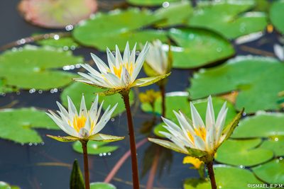Nymphaea gracilis, photographed by Ismael EPM