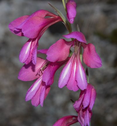Gladiolus illyricus, photographed by Don Loarie