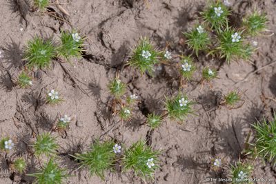 Navarretia intertexta, photographed by Tim Messick
