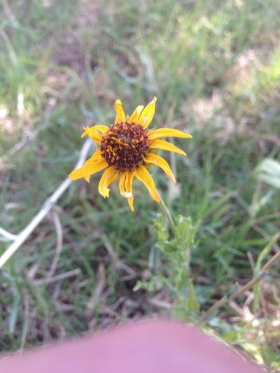Helianthus laciniatus, photographed by Oscar C. González Martínez