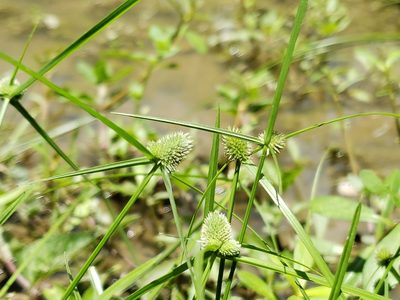 Cyperus hortensis, photographed by Tyler Bishop