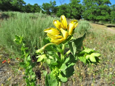 Berlandiera texana, photographed by Annika Lindqvist