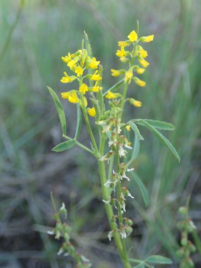 Melilotus sulcatus, photographed by Julien Renoult