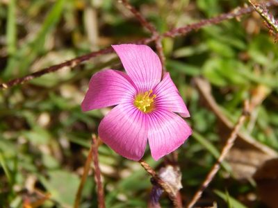 Oxalis hispidula, photographed by Joselin Listur