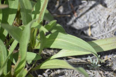 Arnica angustifolia, photographed by Syd Cannings