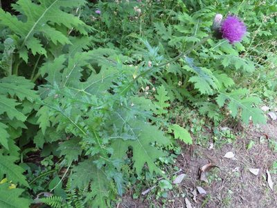 Cirsium japonicum, photographed by Marco Mussita
