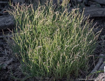 Muhlenbergia richardsonis, photographed by Tim Messick