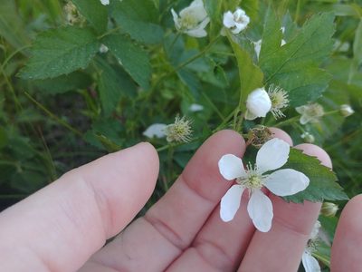 Rubus flagellaris, photographed by Laura J. Costello