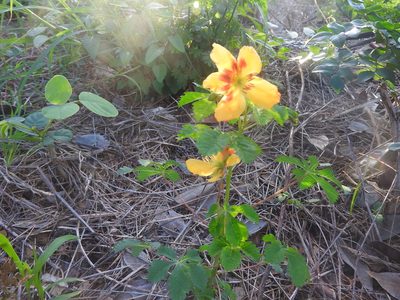 Cochlospermum wrightii, photographed by Juan Cruzado Cortés