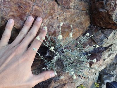 Artemisia albicans, photographed by Martin Purdy