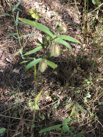 Crotalaria calycina, photographed by elawrey