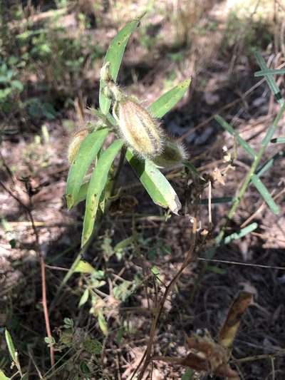 Crotalaria calycina, photographed by elawrey