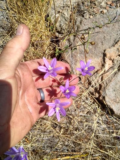 Brodiaea leptandra, photographed by Tom Gulya