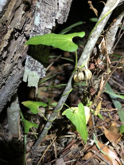 Aristolochia meridionalis, photographed by Greg Tasney