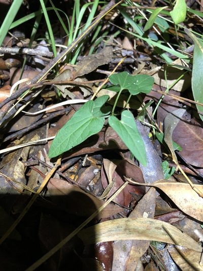 Aristolochia meridionalis, photographed by Greg Tasney