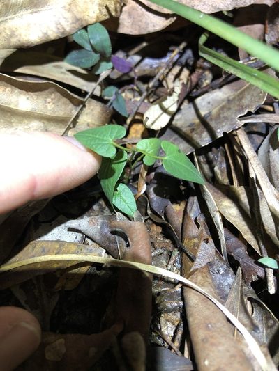 Aristolochia meridionalis, photographed by Greg Tasney