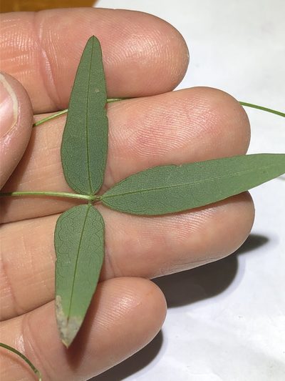 Glycine microphylla, photographed by Greg Tasney