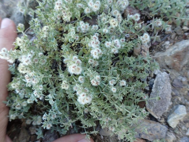 Galium hypotrichium, photographed by Martin Purdy
