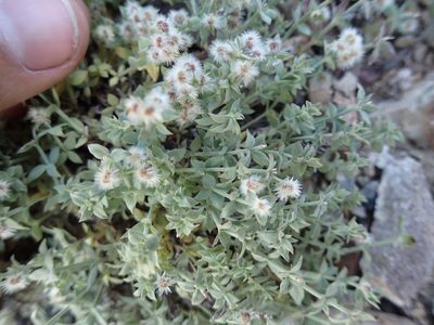 Galium hypotrichium, photographed by Martin Purdy