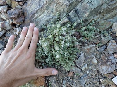 Galium hypotrichium, photographed by Martin Purdy