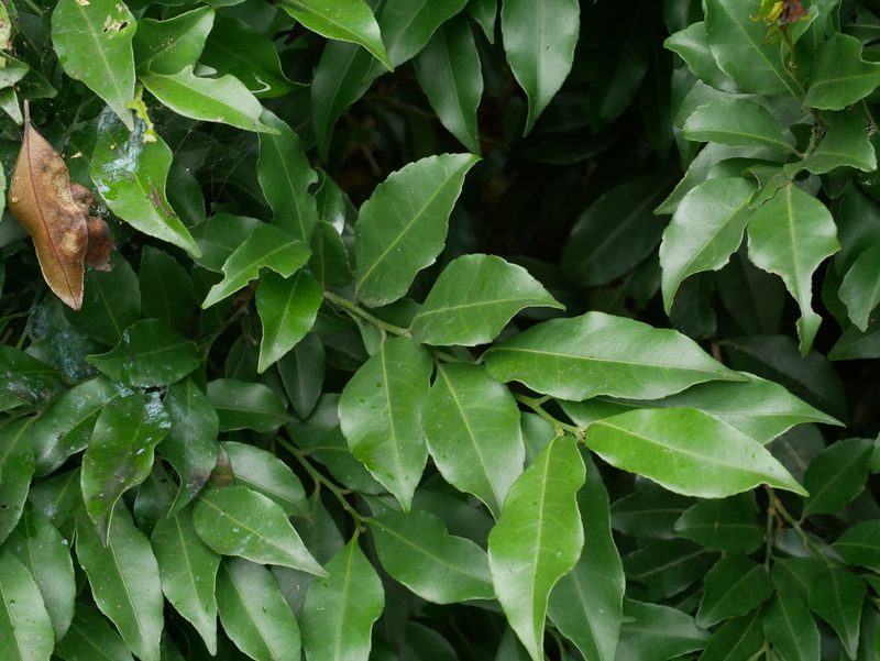 Putranjiva formosana, photographed by Jacy Chen