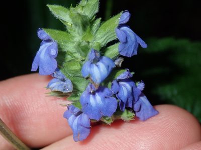 Salvia hispanica, photographed by Thomas Mesaglio